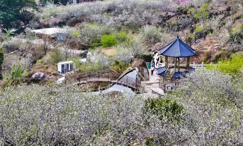 紫金快評 | 借“賞花游”激活紫金文旅新動能